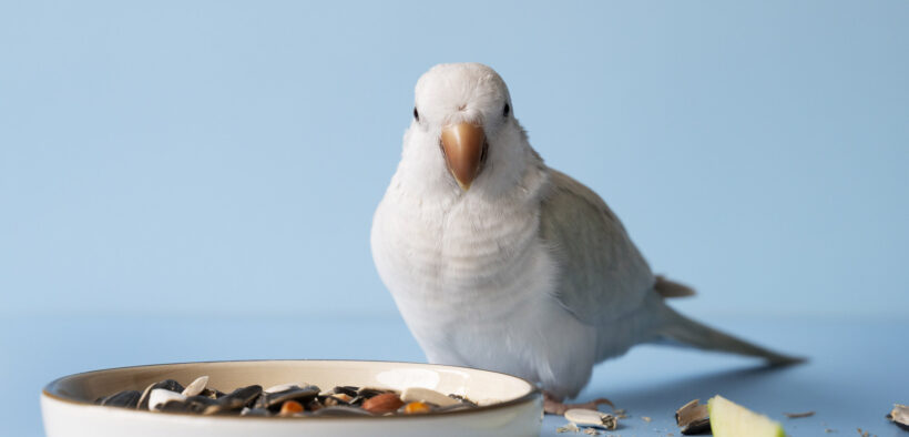 corretta alimentazione pappagalli