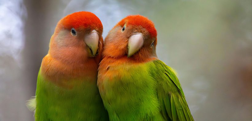 pappagallo inseparabile